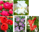 Nederlands beste kwaliteits bloembollen 5 x - Pioenrozen - Fresia's - Ranonkels - Irissen - Gladiolen Leuk om te geven en om te krijgen!