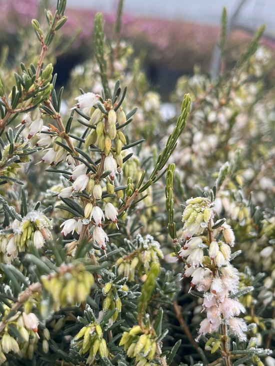 Foto: Winterheide wit 10 stuks erica darleyensis silberschmelze p9 5 plant tuinplant heide