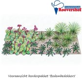 Borderpakket 'Bodembedekkers' - 21 planten - halfschaduw / schaduw - 4 m²