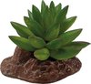 Repto Plant Aloes - Terrariumplant