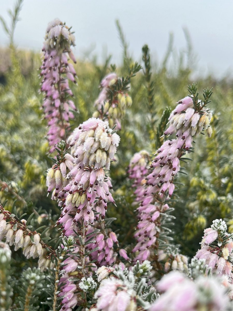 Heide Winter Roze 10 Stuks Erica darleyensis 'Darley Dale' P10.5 Plant Tuinplant