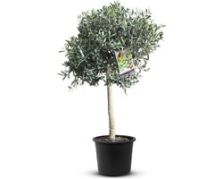 Tropictrees - Olijfboom - Olea Europaea - Olijfboom op stam - Winterhard - Groenblijvend - Hoogte 100cm