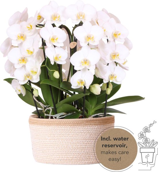 Foto: Kolibri orchids witte orchidee nset in cotton basket incl waterreservoir drie gebogen witte orchidee n niagara fall 12cm mono bouquet wit met zelfvoorzienend