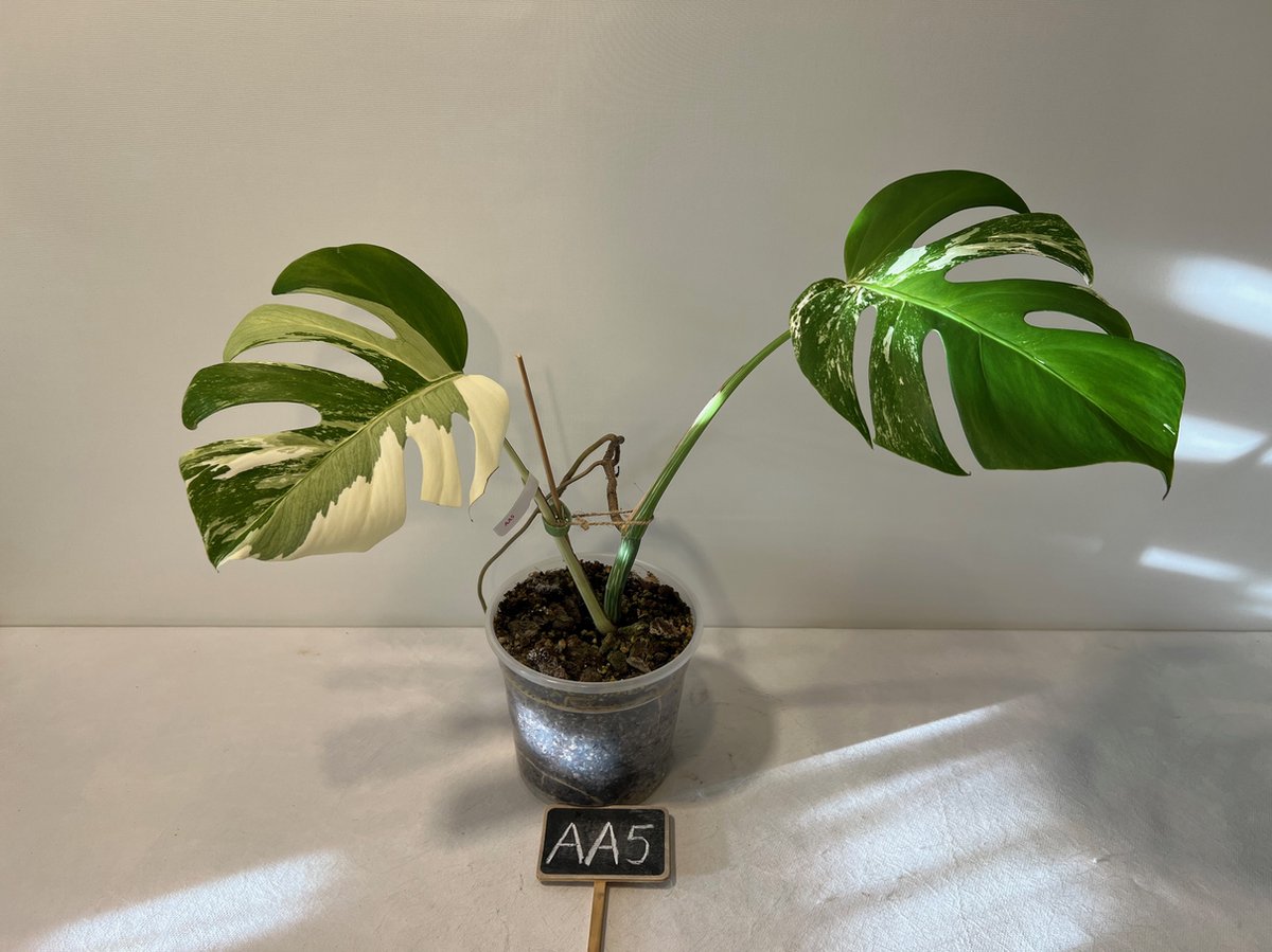 ② Monstera Variegata Albo Marbled (stek) — Plantes d'intérieur