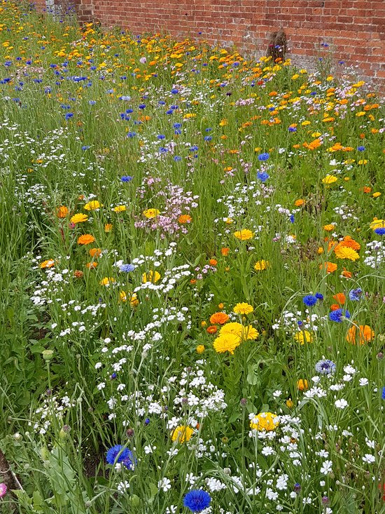Veldbloemen zaad - Mini Wildbloemen eenjarig 1 kilo - 500 m2 - mini slaapmutsje - goudsbloem - kleine korenbloem - klaproos - inkarnaatklaver - bijen - vlinders