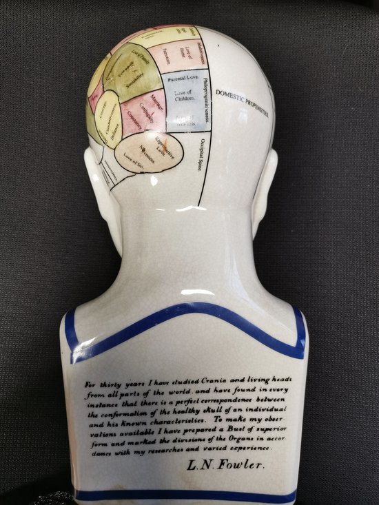 Buste Phrénologie Ancien – Tête Médecine – Porcelaine Blanche – H 20 Cm – Déco Curiosité