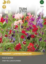 Graines Jardin de Bruijn® - Mélange de pois de senteur, à grandes fleurs - plante grimpante parfumée - environ 30 graines