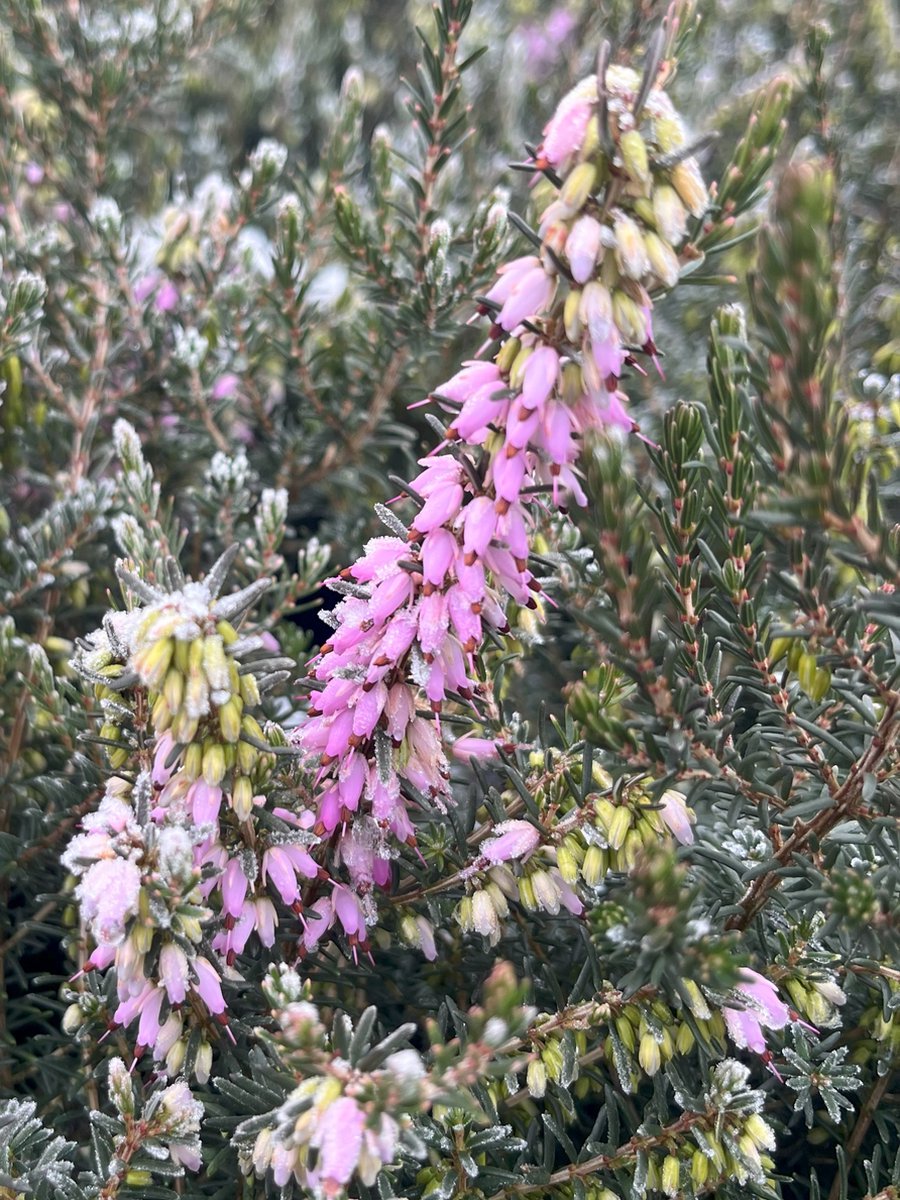 Winterheide Roze - 10 Stuks - Erica darleyensis 'Ghost Hills' - P9.5 - Plant - Tuinplant - Heide