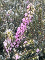 Winterheide Roze - 10 Stuks - Erica darleyensis 'Ghost Hills' - P10.5