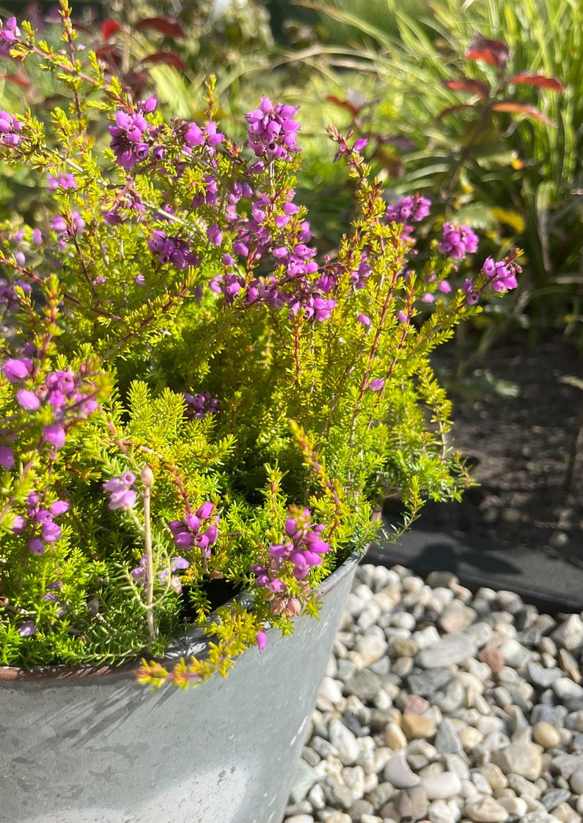 Heide Dop Geel Paars 10 Stuks Erica cinerea 'Golden Drop' P10.5 Plant Tuinplant