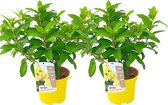 Plant in a Box - Hydrangea paniculata Candlelight - Set van 2 - Hortensia - Winterhard - Pot 19cm - Hoogte 25-40cm