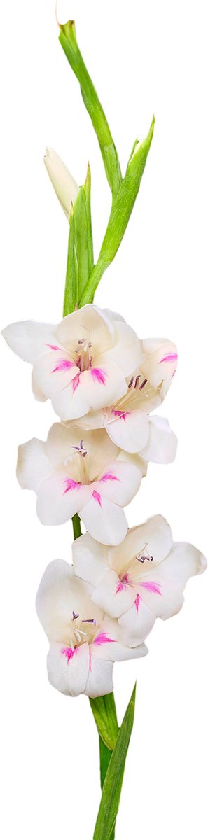 Gladiolenbollen 60 x 'Carine' - The Bulb Farmers - Zomer - NL gekweekt - Gladiolen Bollen - Bloembollen