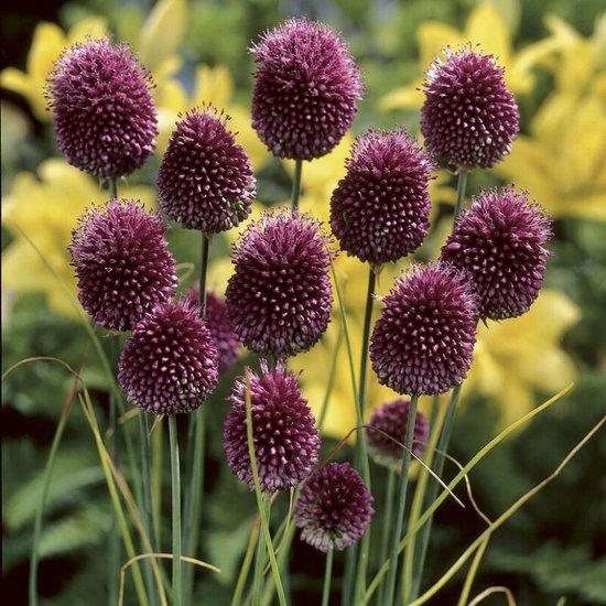 6 x Kogellook / Sierui Rood|Paars - Bloembol in Pot - Allium sphaerocephalon in 9x9 pot met hoogte 0-10cm