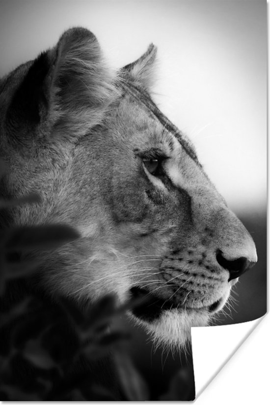 Poster Portret van een tijger in de jungle - zwart wit - 20x30 cm
