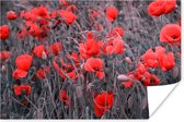 Affiche - Coquelicots rouges dans une image en noir et blanc - 30x20 cm