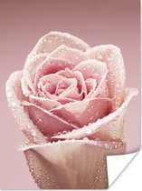 Poster Vroege dauwdruppels op een roze roos - 120x160 cm XXL