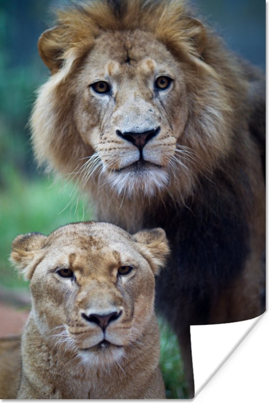 Poster Lion et Lionne 120x180 cm - Tirage photo sur Poster (décoration murale) / Poster Animal XXL / Grand format!