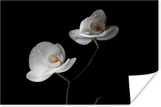 Poster Orchidee - Bloemen - Zwart - Wit - Stilleven - 90x60 cm
