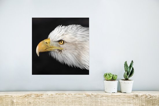 Affiche Aigle - Vogel - Bec - Yeux - 30x30 cm