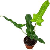 Groene plant – Philodendron (Philodendron Jerry Horne) – Hoogte: 30 cm – van Botanicly