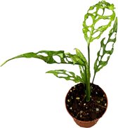 Monstera – Gatenplant (Monstera Obliqua Peru) – Hoogte: 20 cm – van Botanicly
