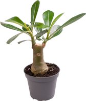 Vetplant – Woestijnroos (Adenium Obesum) – Hoogte: 14 cm – van Botanicly
