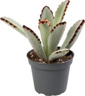 Vetplant – Olifantsoren (Kalanchoe tomentosa) – Hoogte: 15 cm – van Botanicly