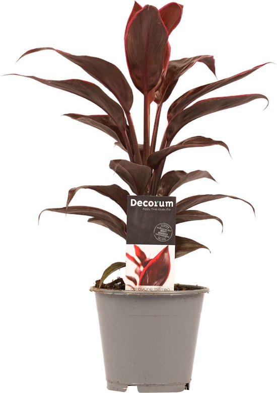 Kamerpalm – Koolpalm (Cordyline Mambo) – Hoogte: 40 cm – van Botanicly