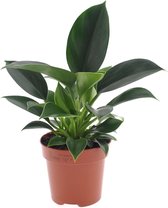Groene plant – Philodendron (Philodendron Green Princess) – Hoogte: 25 cm – van Botanicly