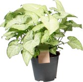Groene plant – Gatenplant (Syngonium White Butterfly) – Hoogte: 35 cm – van Botanicly