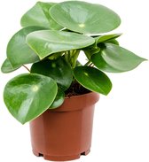 Groene plant – Dwergpeper (Peperomia Rain Drop) – Hoogte: 25 cm – van Botanicly