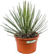 Vetplant – Vezelhennep (Agave Filifera) – Hoogte: 50 cm – van Botanicly
