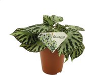Begonia – Stippenbegonia (Begonia Silver Jewell) – Hoogte: 30 cm – van Botanicly