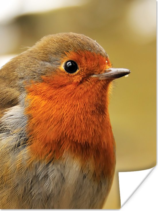 Affiche Vogel - Rouge-gorge - Portrait - 90x120 cm