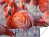 PosterMonkey - Poster - Flamingo - Vogel - Dieren - Roze - Fotolijst - 80x60 cm - Poster flamingo - Posterlijst - Frame poster - Poster dieren - Woonkamer