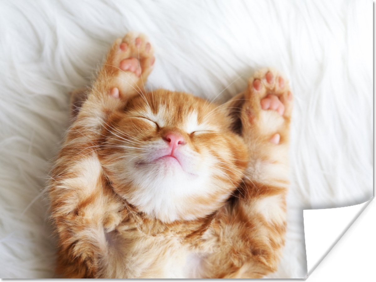 Poster Kat - Rood - Huisdieren - Kitten - 120x90 cm