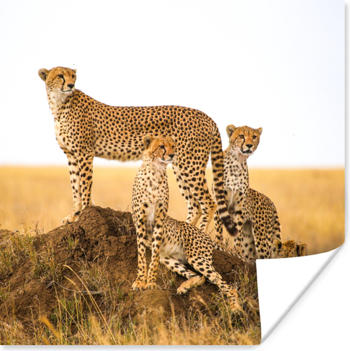 Poster Cheetah - Gras - Natuur - Savanne - 75x75 cm