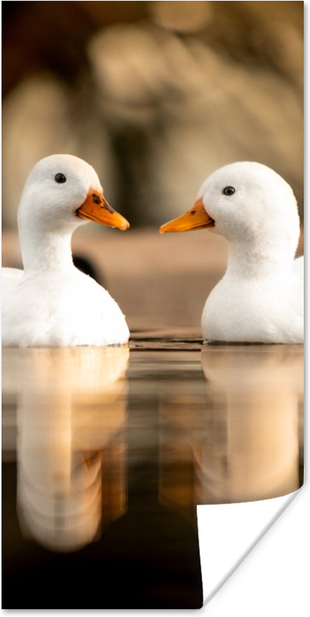 Poster Eend - Wit - Dieren - Water - Vogel - Eenden - 40x80 cm