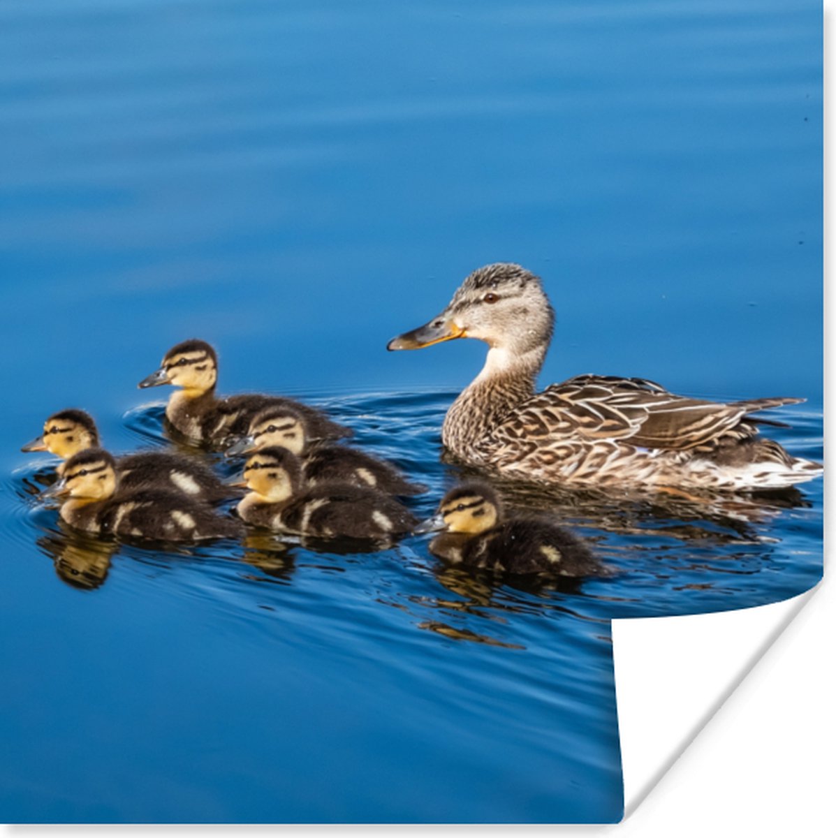 Poster Eend - Water - Vogel - Bruin - 30x30 cm