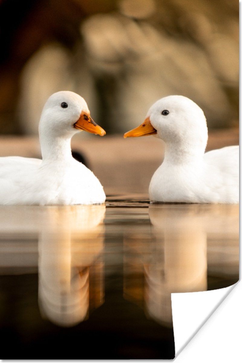 Poster Eend - Wit - Dieren - Water - Vogel - Eenden - 80x120 cm