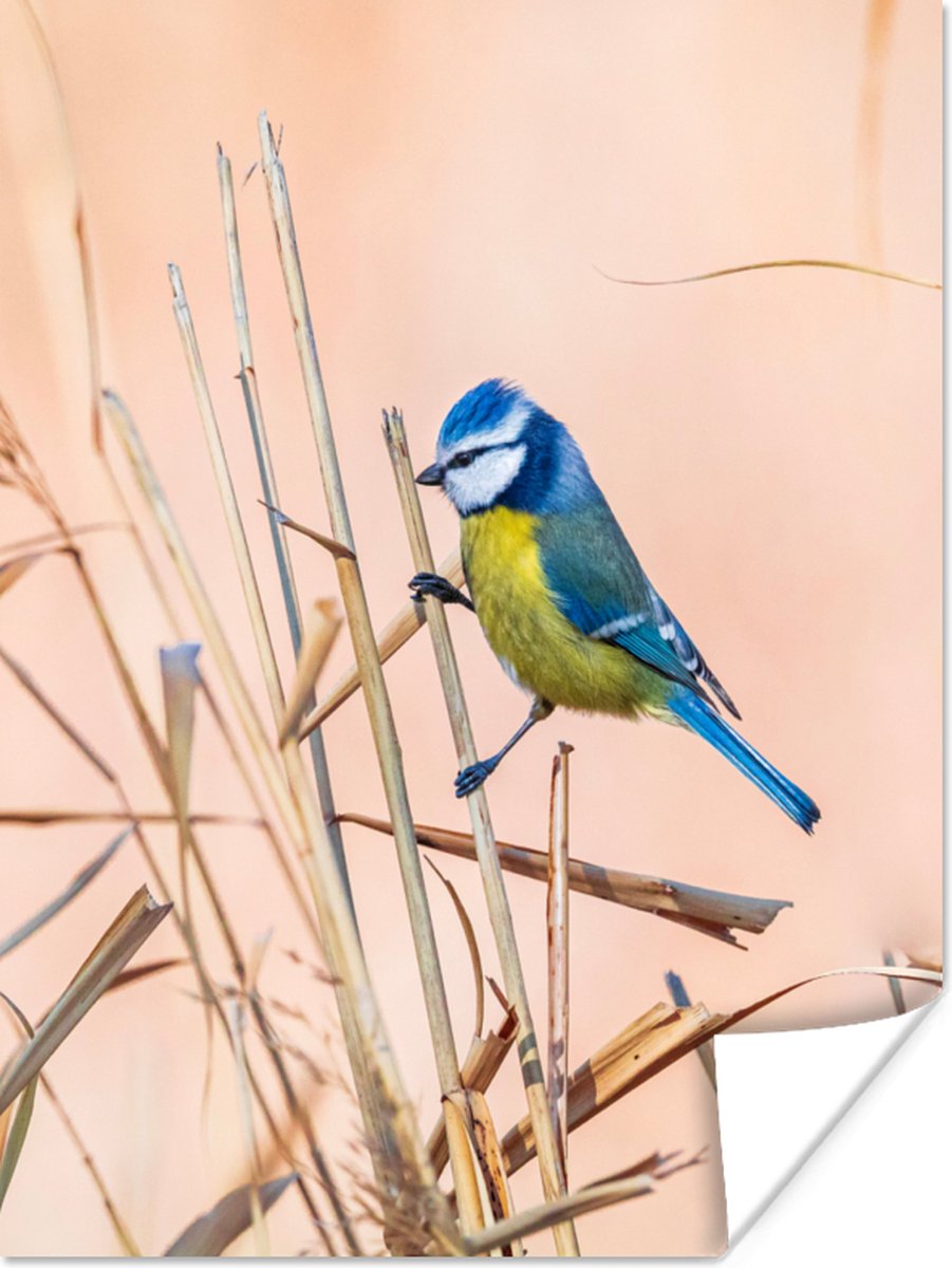 Poster Vogel - Pimpelmees - Riet - 60x80 cm