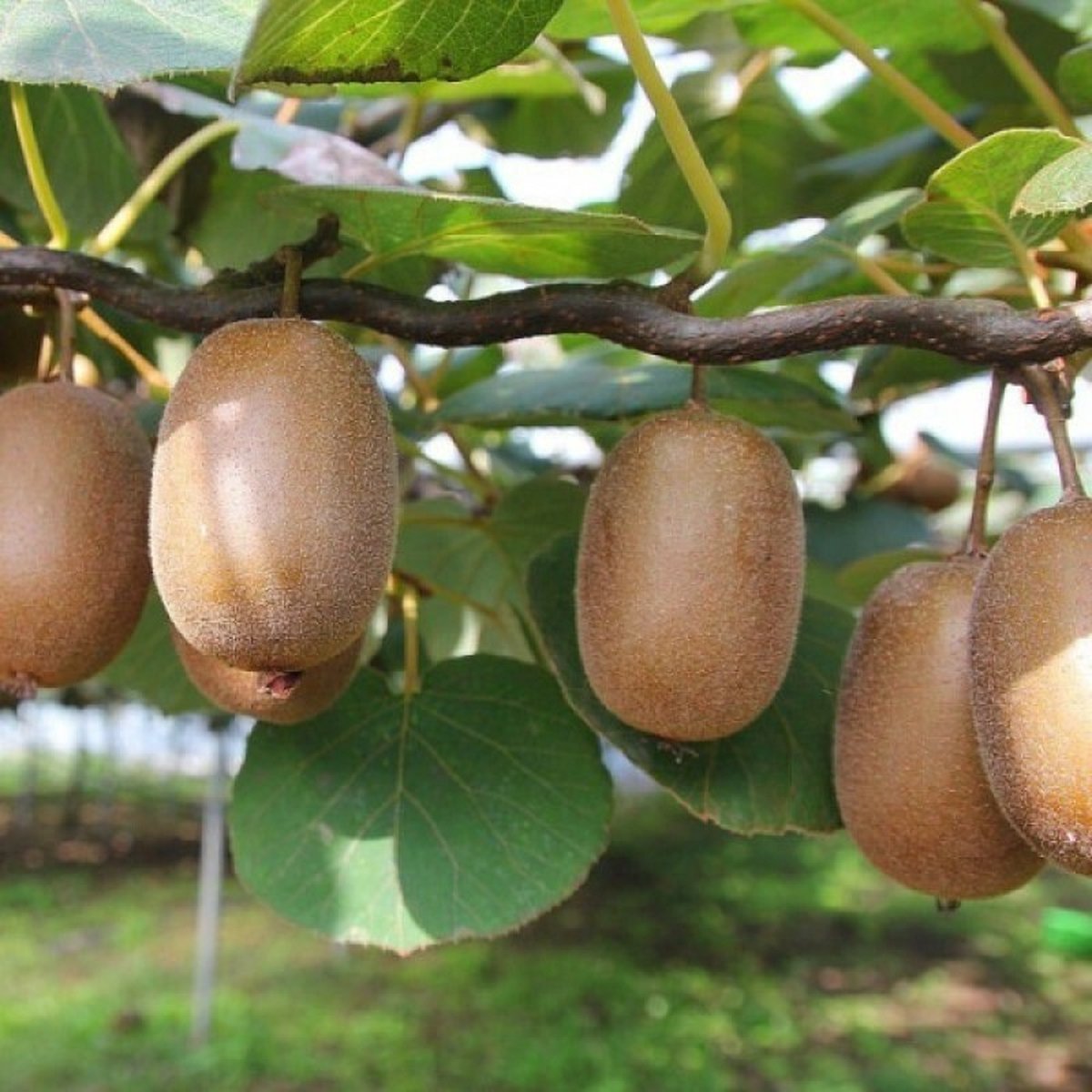 4 x Zelfbestuivende Kiwiplant Jenny - Winterharde Klimplant en Fruitplant - Actinidia deliciosa 'Jenny' in C2(liter) pot met hoogte 50-60cm