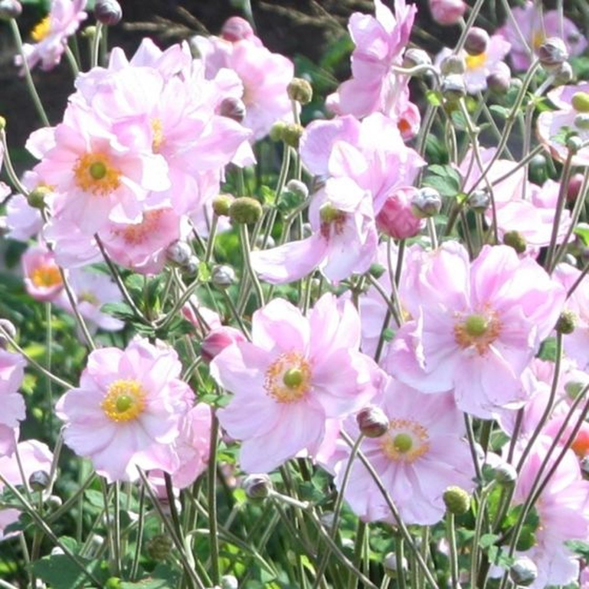 6 x Witte Herfstanemoon Honorine Jobert - Winterharde Tuinplant - Anemone 'Honorine Jobert' in 9x9cm pot met hoogte 0-10cm