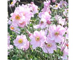6 x Witte Herfstanemoon Honorine Jobert - Winterharde Tuinplant - Anemone 'Honorine Jobert' in 9x9cm pot met hoogte 0-10cm