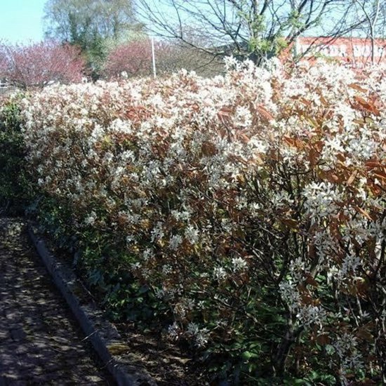 Een rij bloeiende struiken met witte bloemen en bruinige bladeren, naast een betegeld pad.