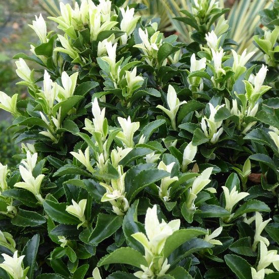 12 x Bonte Kardinaalsmuts Paloma Blanca Wit|Groen - Groenblijvende Haagplant - Euonymus japonica 'Paloma Blanca' in C2(liter) pot met hoogte 20-30cm
