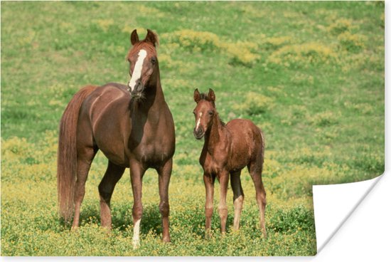 Bruin paard met jong Poster 60x40 cm - Foto print op Poster (wanddecoratie)