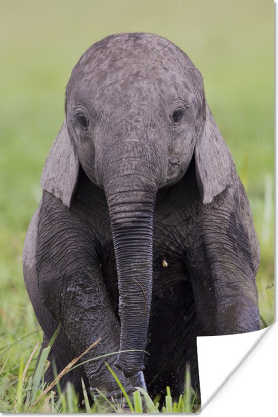 Affiche un bébé éléphant - 20x30 cm