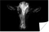 Portrait photo vache sur fond noir en papier poster noir et blanc 180x120 cm - Tirage photo sur Poster (décoration murale salon / chambre) / Poster en Groot XXL / Grand format!