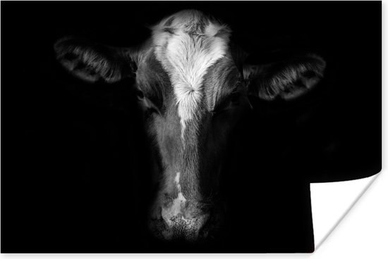 Portrait photo vache sur fond noir en papier poster noir et blanc